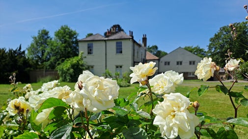 A close up shot some cream coloured roses in the Rose Garden at Morden Hall Park with Morden Hall Cottage in the background.